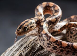 Detailed close up of a rainbow boa head. Its can reflect sunlight into a rainbow.