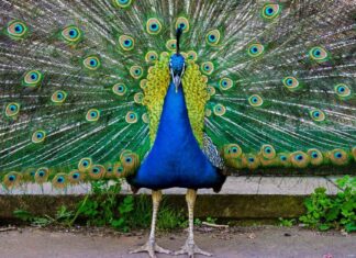 Peacock Poop: tutto ciò che avresti sempre voluto sapere
