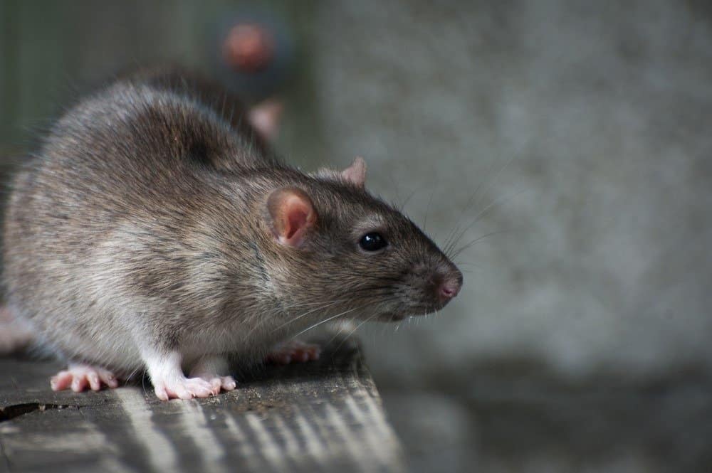 I morsi di topo in un sogno potrebbero significare disonestà