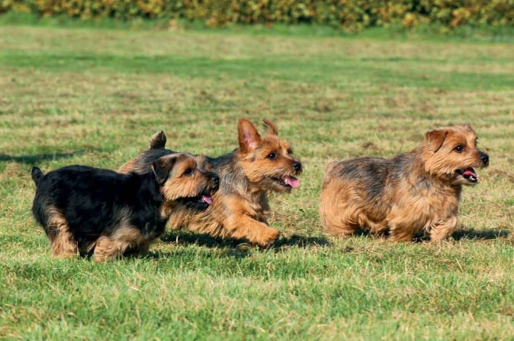 Cani Norfolk Terrier che giocano fuori