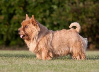 Norwich Terrier vs Norfolk Terrier: quali sono le differenze?
