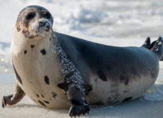 Scopri i 10 animali più grandi del Massachusetts e dove li troverai
