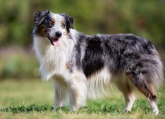 An English Shepherd at the edge of a lake