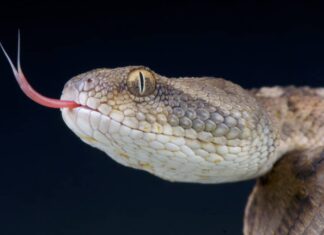 Il serpente più letale in ogni continente del mondo
