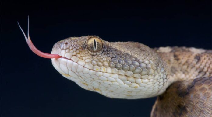Il serpente più letale in ogni continente del mondo
