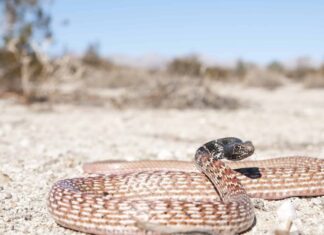 Serpente rosso da corsa
