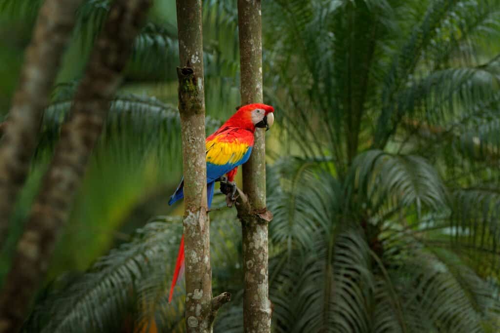 pappagallo (Psittacine) sull'albero