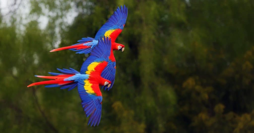 L'ara scarlatta (Ara macao) che vola attraverso la foresta con sfondo verde.