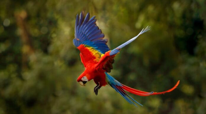 scarlet macaws sitting together in a tree