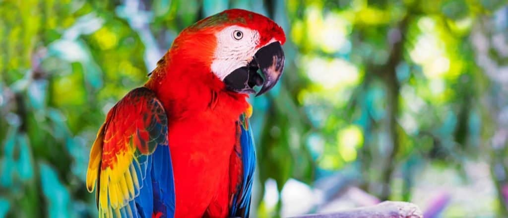 Il pappagallo colorato dell'ara scarlatta si siede su un ramo nella foresta tropicale.