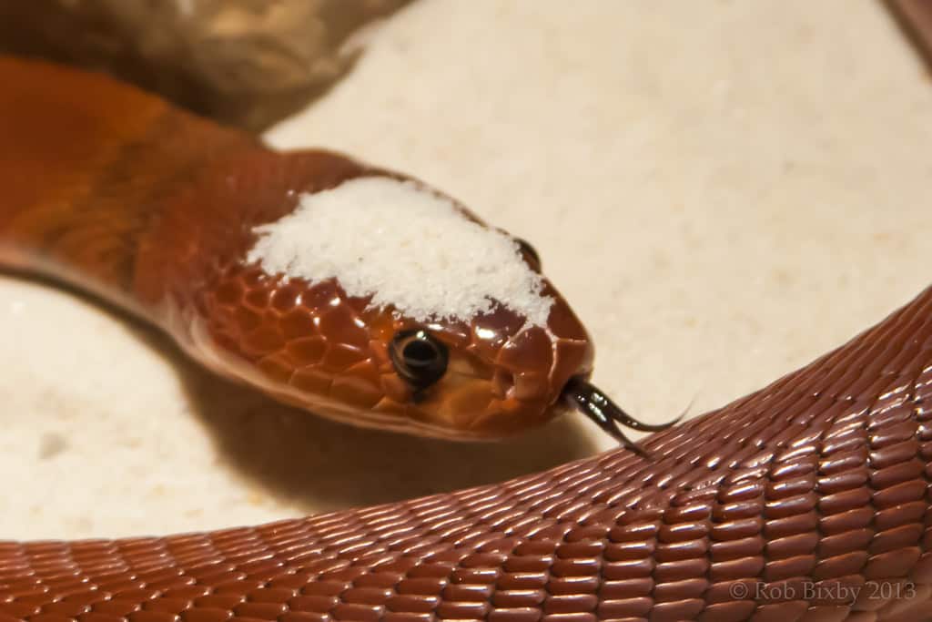 Un cobra rosso sputatore con la sabbia sulla testa che agita la lingua