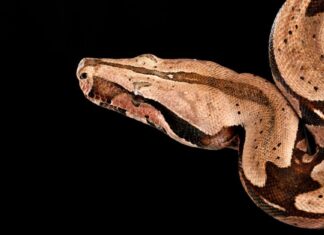 salmon columbian red tailed boa on white background and curled up