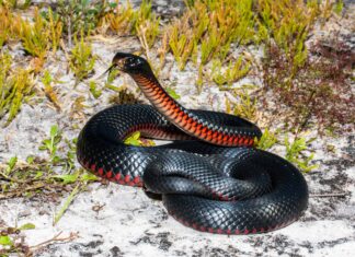 Serpente nero dal ventre rosso
