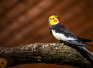 Cockatiel maschio contro femmina
