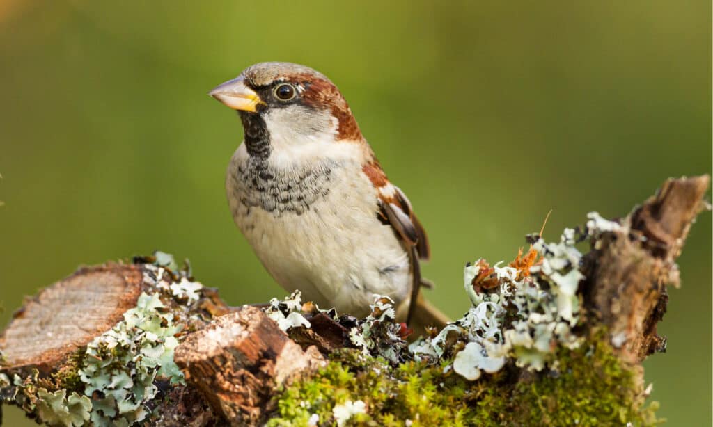 passero domestico