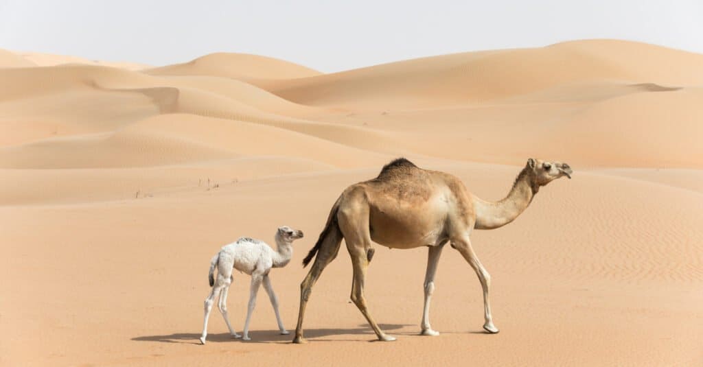 cucciolo di cammello e madre
