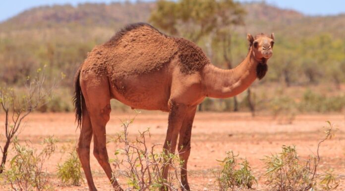 Camel Poop: tutto ciò che avresti sempre voluto sapere
