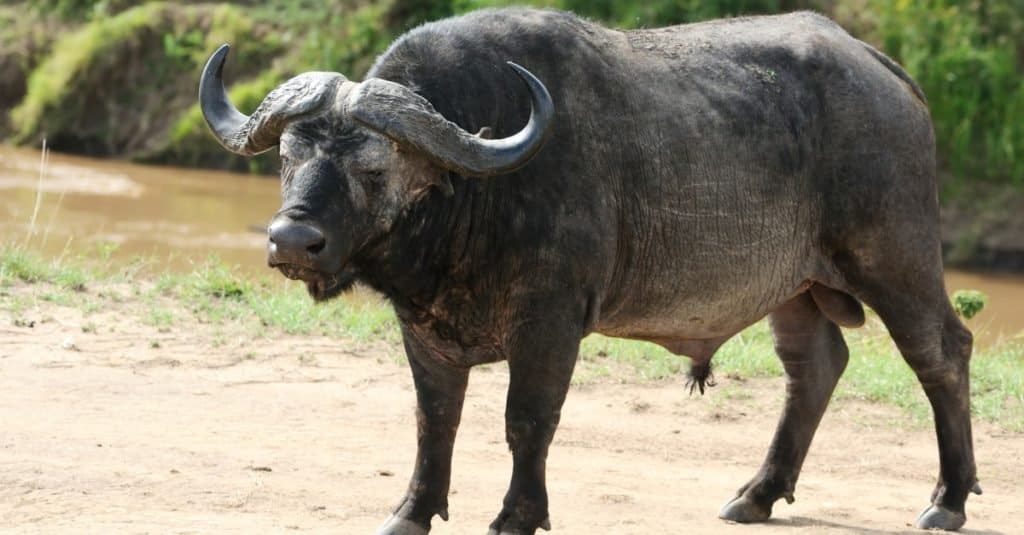 Animale aggressivo: bufalo africano