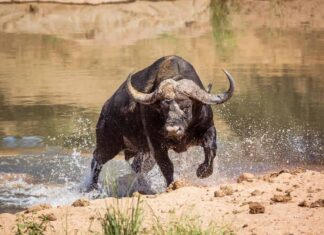 Buffalo Poop: tutto ciò che avresti sempre voluto sapere
