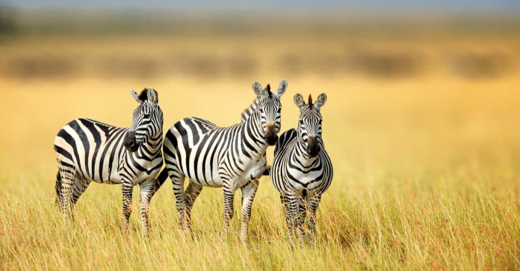 Gruppi di animali – Zelo delle zebre
