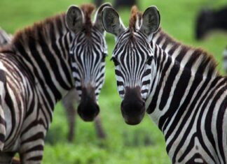 Zebra Poop: tutto ciò che avresti sempre voluto sapere
