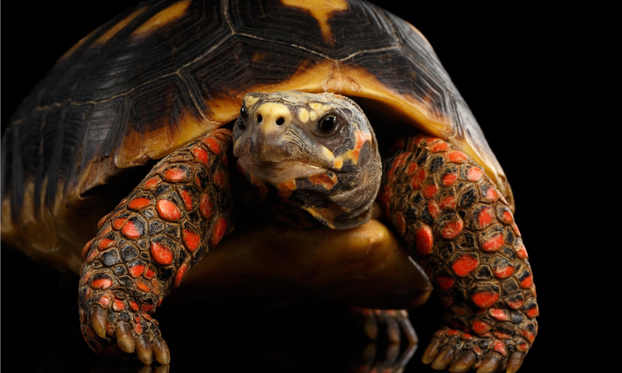 Primo piano della tartaruga dai piedi rossi, Chelonoidis carbonaria.  Hanno segni rossi sul viso che contrastano con la loro colorazione altrimenti squallida.