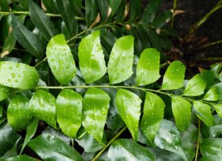 japanese holly fern