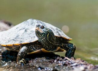 Female Wood Turtle Laying Eggs