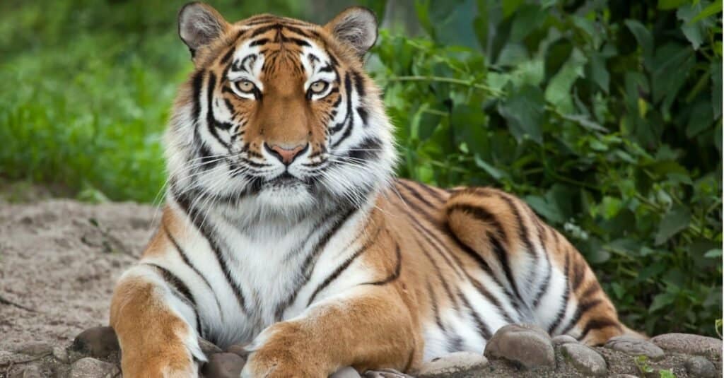 Tipi di gatti Jaguar - tigre