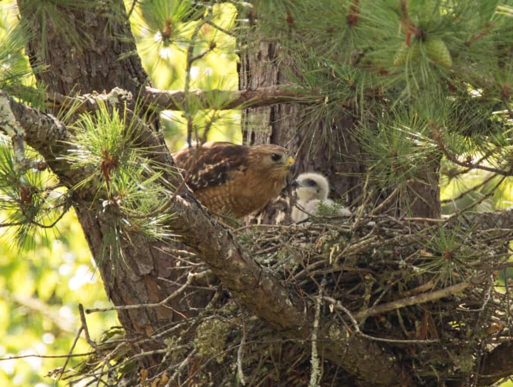 Falco dalle spalle rosse e bambino nel nido sull'albero