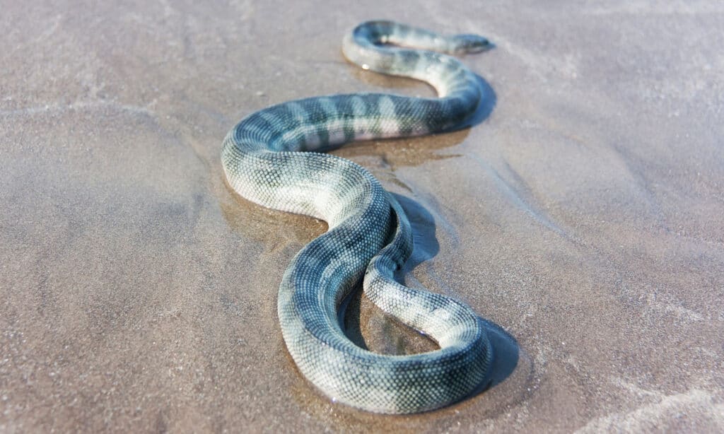 Serpente di mare dal becco (Enhydrina schistosa)