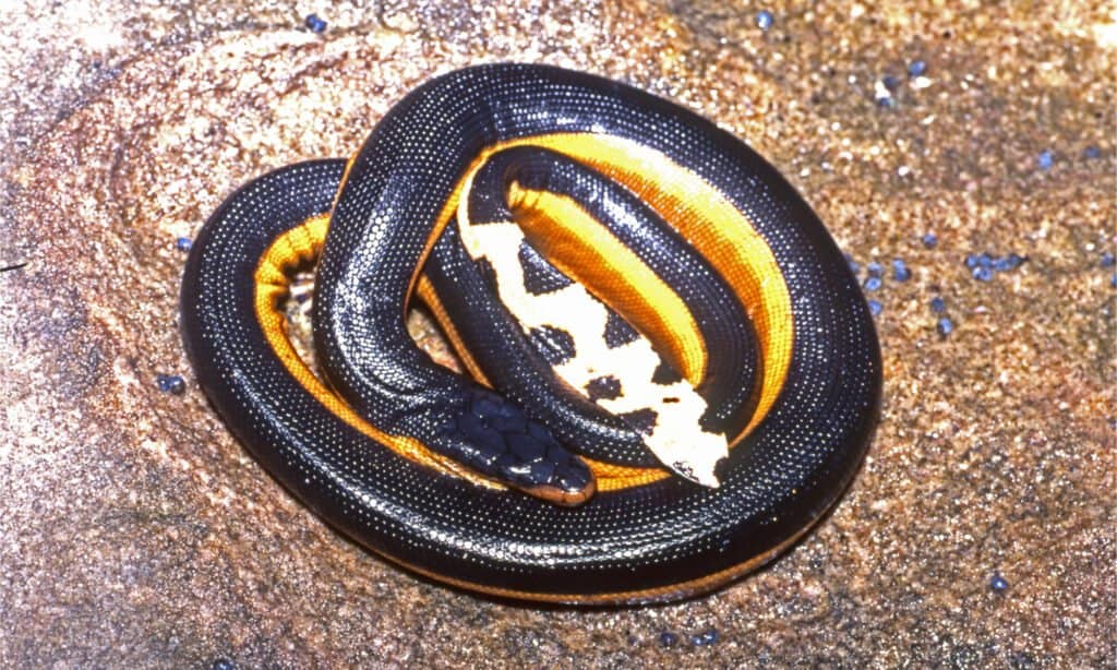 Un serpente di mare dal ventre giallo si è raggomitolato sulla spiaggia mostrando la sua coda a forma di pagaia
