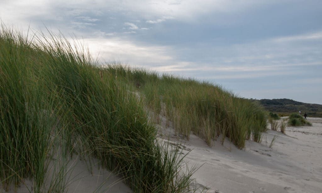 In California, il beachgrass europeo è cresciuto più spesso dell'erba nativa