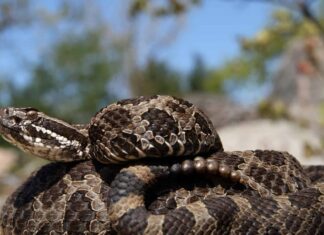 Scopri ogni tipo di serpente velenoso a est del fiume Mississippi
