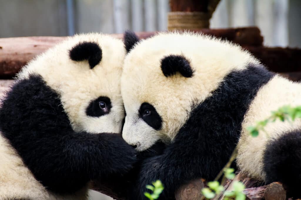 Due orsi panda giganti si abbracciano