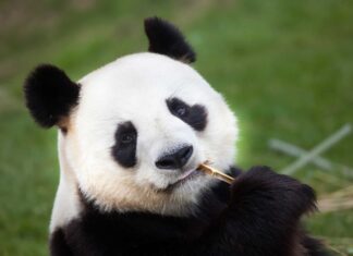 Guarda adorabili cuccioli di panda che cadono giù dallo scivolo
