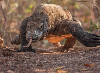 Guarda un pipistrello schernire un drago di Komodo e te ne pentirai immediatamente
