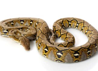 Reticulated python on white background