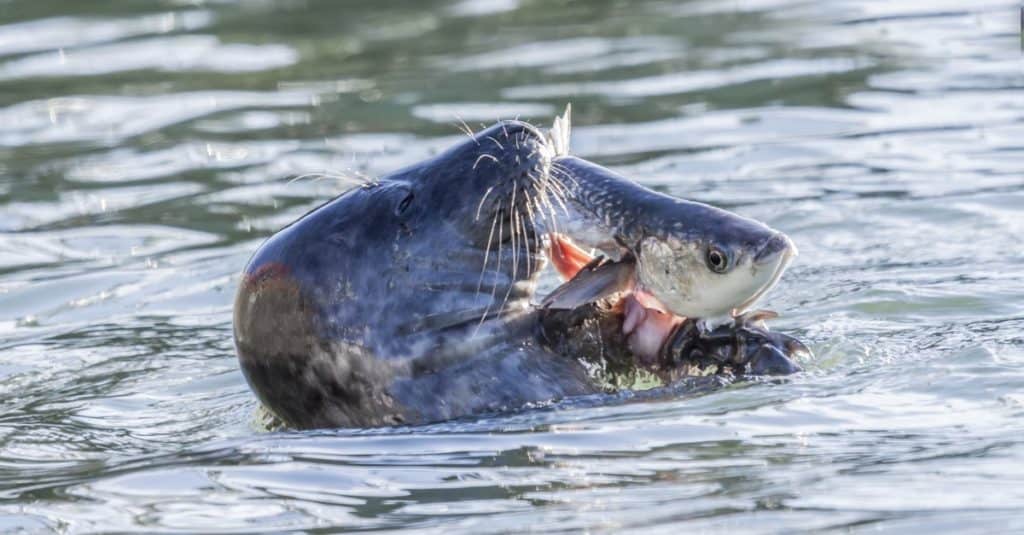 La foca del porto che mangia un pesce