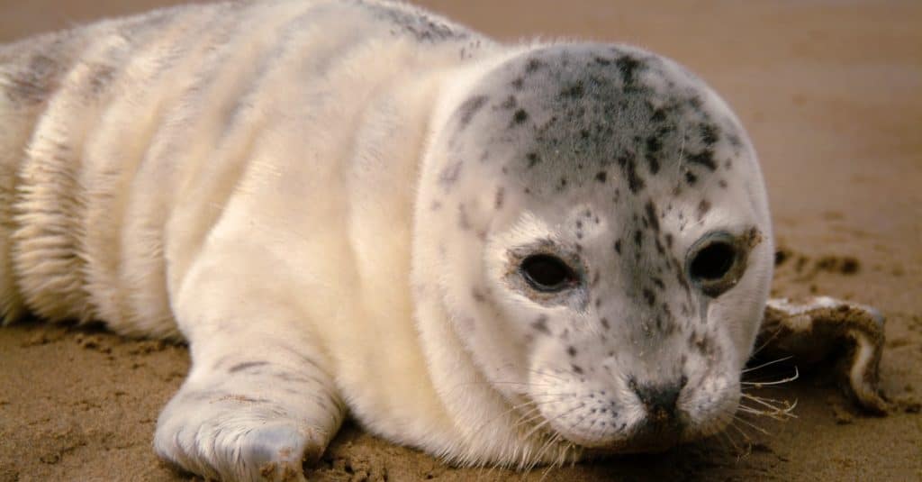 Cucciolo di foca del porto su una spiaggia dell'Oregon.  I cuccioli di foca del porto trascorrono gran parte del loro tempo fuori dall'acqua sulle spiagge riscaldandosi o riposandosi mentre le loro mamme sono fuori a nutrirsi, a volte fino a 48 ore.