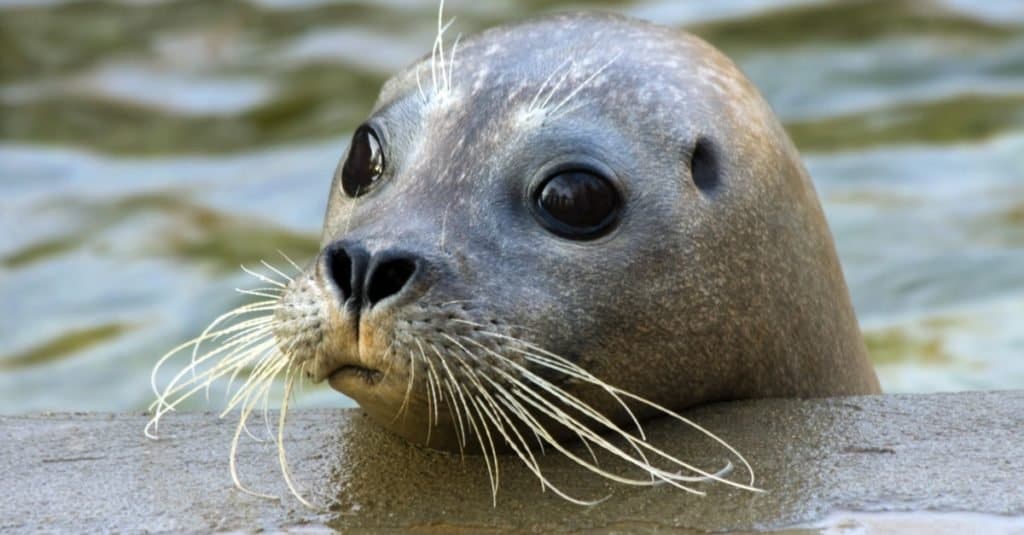 Giovane foca del porto (Phoca vitulina), primo piano