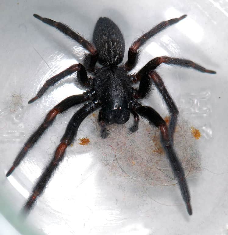 Black House Spider (insegne Badumna)