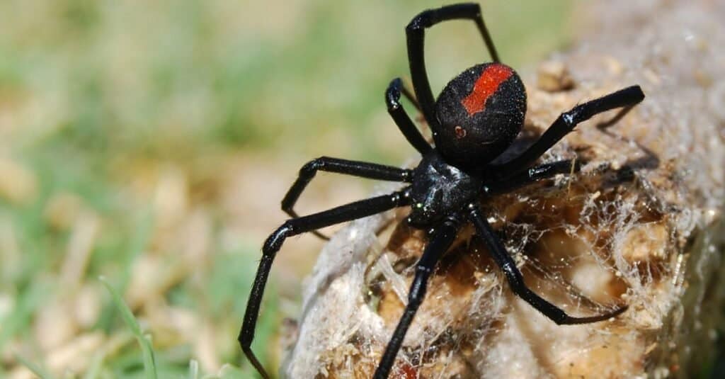 Animali con ragno vedova nera esoscheletro