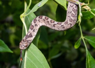 Serpente mangiatore di uova rombico
