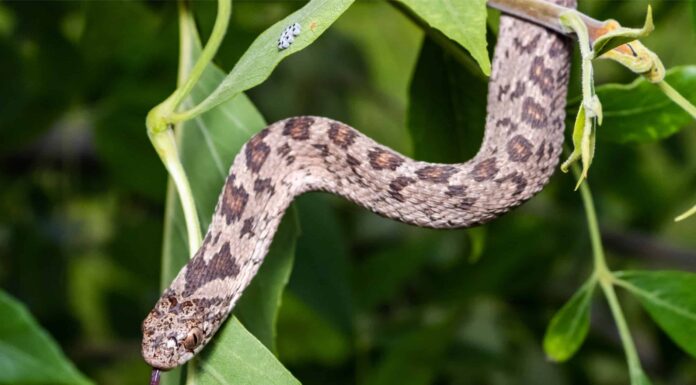 Serpente mangiatore di uova rombico
