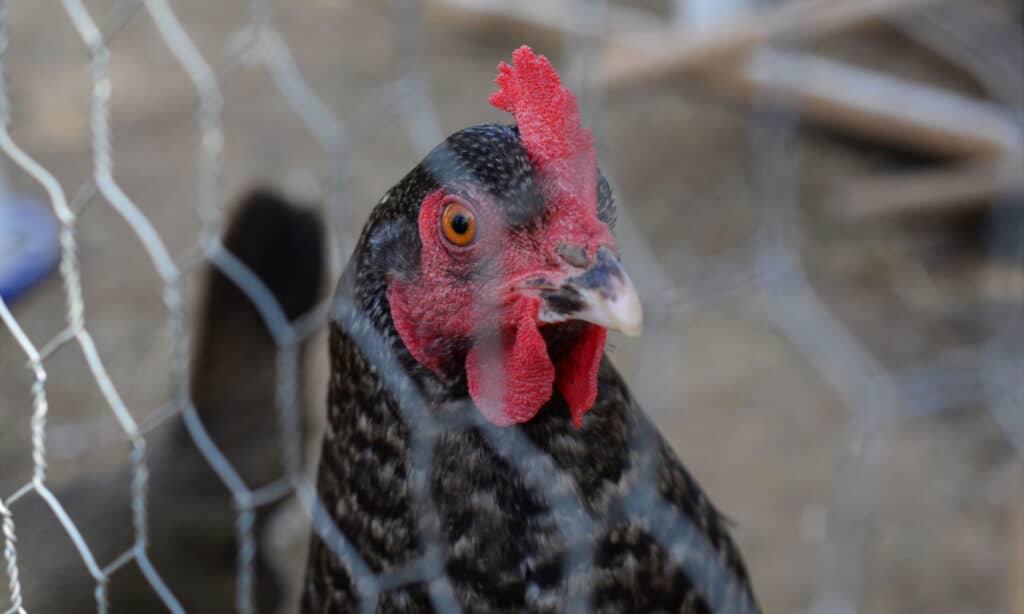 Cuculo gallina maran