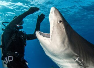 5 spiagge della Florida con il maggior numero di attacchi di squali
