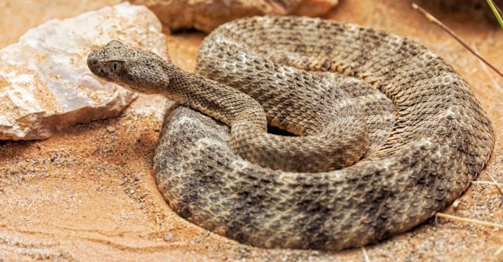 La maggior parte dei serpenti velenosi nel mondo - Tiger Rattlesnake