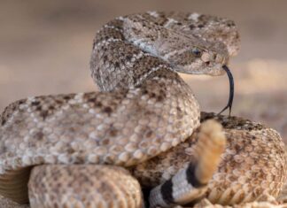 Scopri il serpente a sonagli più grande dell'Arizona
