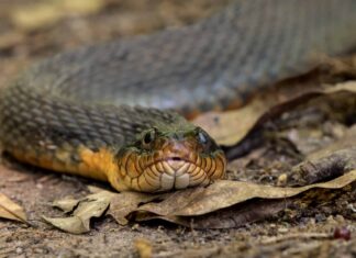 Plainbelly Water Snake